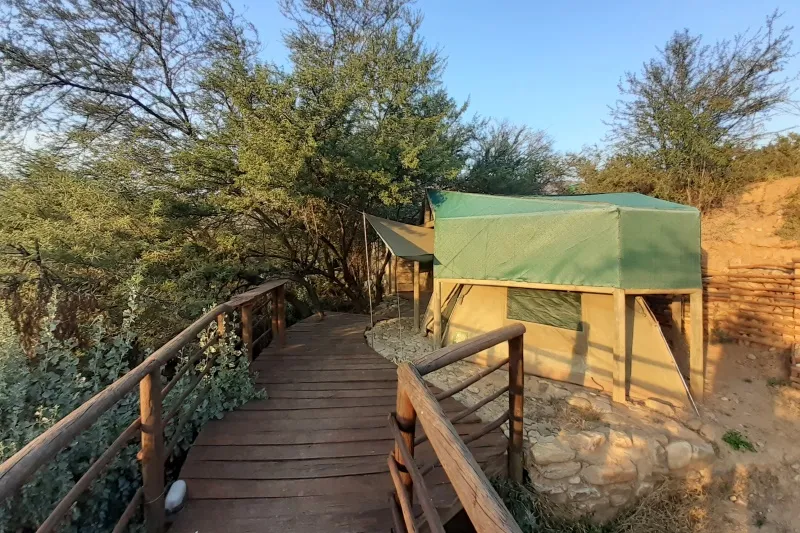 Wooden walkway leading to a green tent in a natural bushy setting
