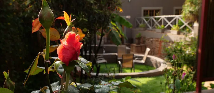 Red rose in garden with outdoor seating area in background