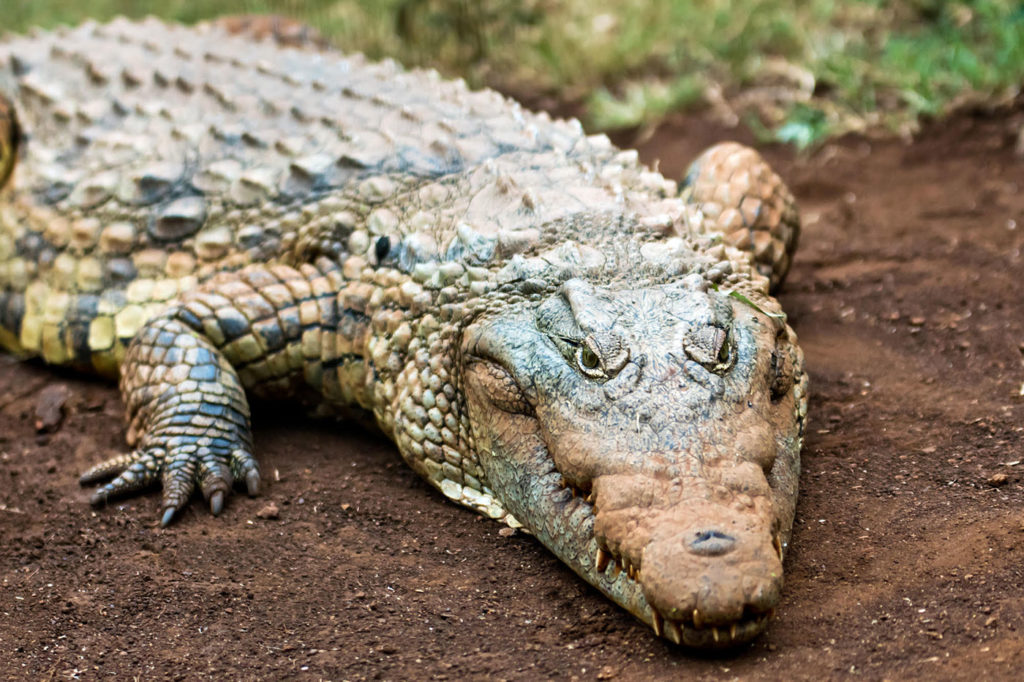 Ubizane Wildlife Reserve