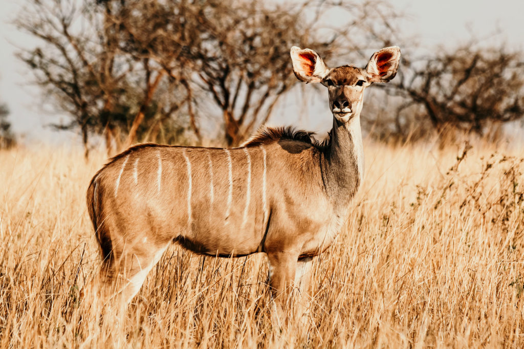Ubizane Wildlife Reserve image 5