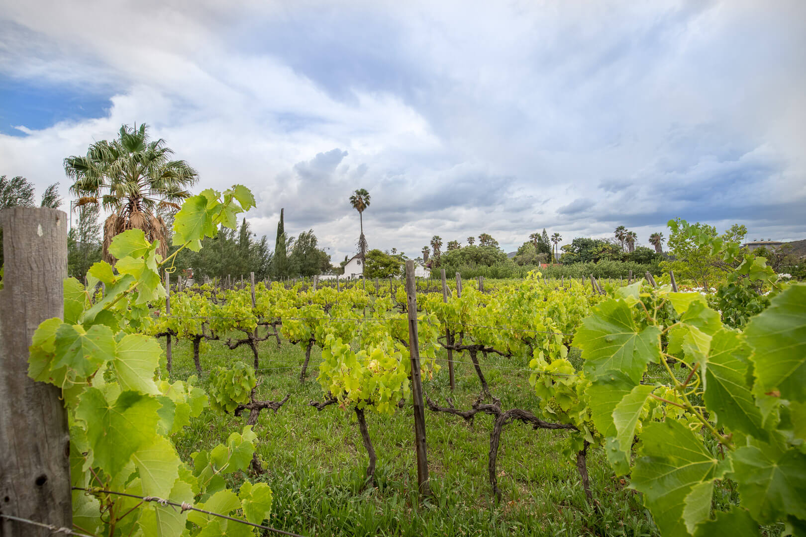 Vineyard Country House