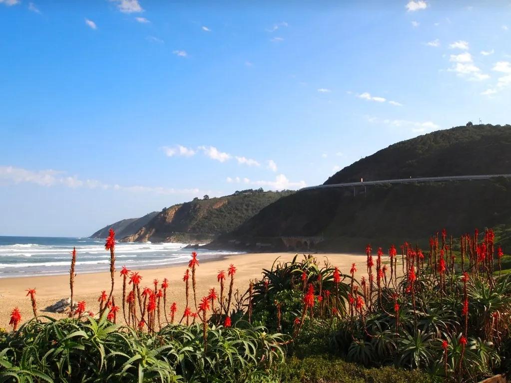 Red aloe flowers overlooking a beach with green hills in the background