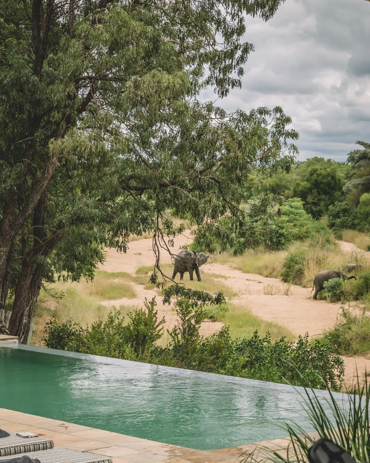 Elephants walking near a pool with lush greenery and trees in the background