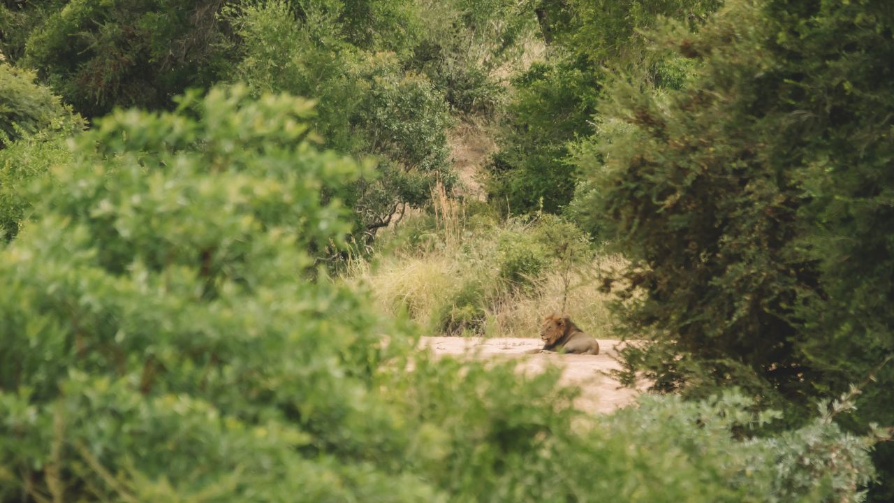 Shumbalala Game Lodge