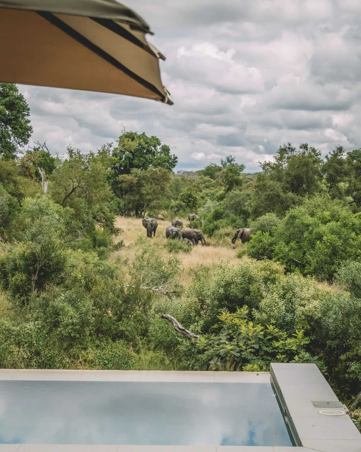 Elephants grazing in a lush field with a pool in the foreground
