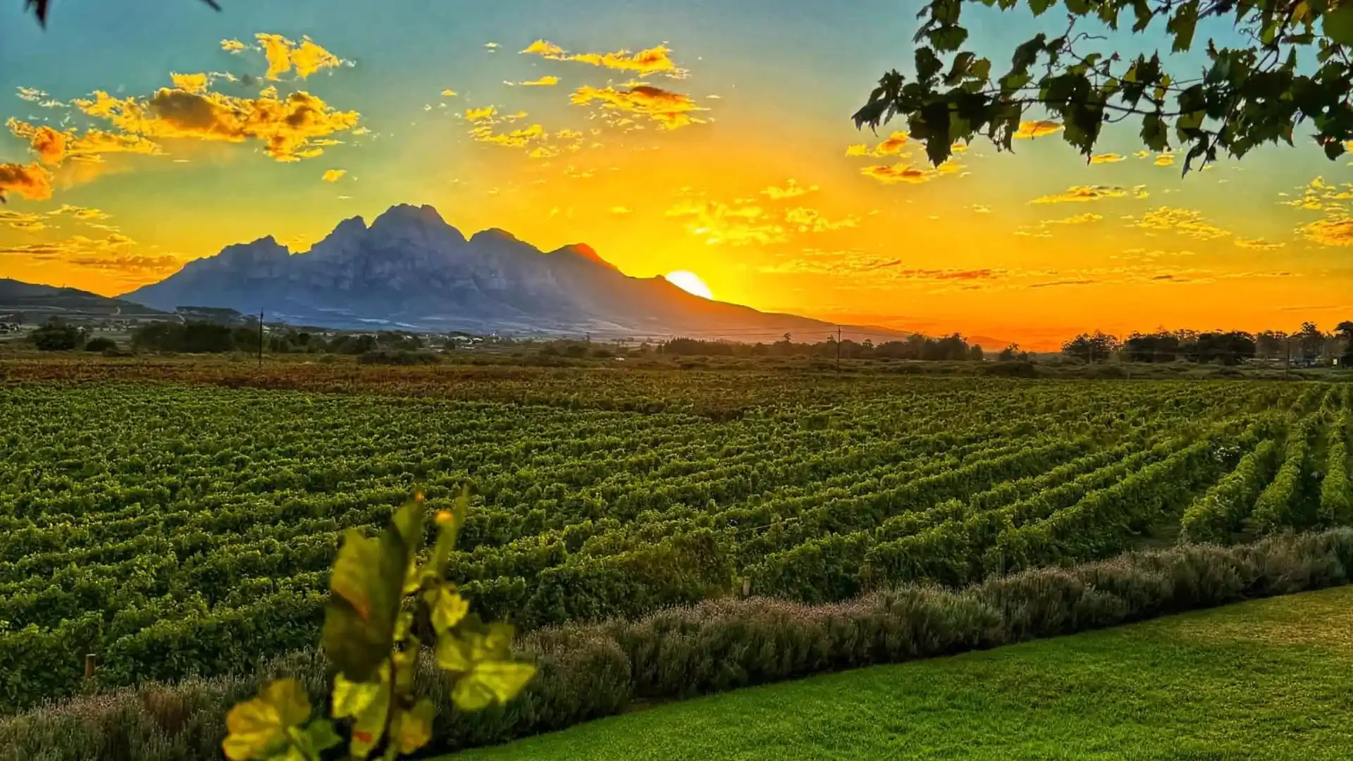 Vineyard at sunset with mountains in the background and green foliage in the foreground
