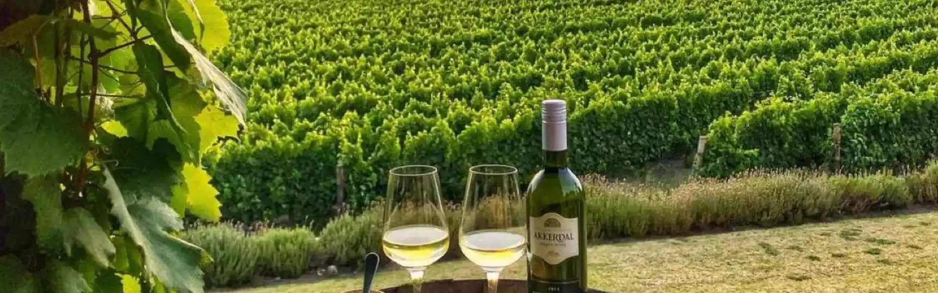 Two wine glasses and a bottle in front of a vineyard