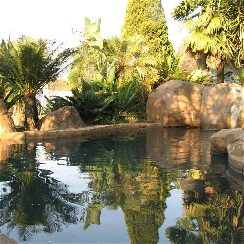 Tropical garden with a small pool surrounded by large rocks and lush plants