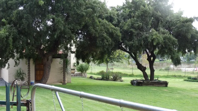 A large tree in a grassy yard with a building in the background