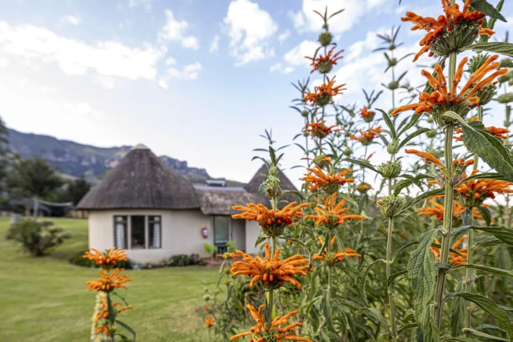 Traditional round house with thatched roof surrounded by orange flowers and mountains