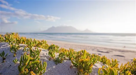 Green plants on sandy beach with ocean and mountains in the background