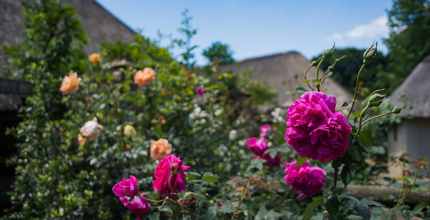 Vibrant pink roses in a lush garden with thatchedroof cottages in the background