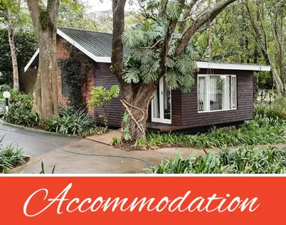 Wooden cabin with large windows surrounded by lush greenery and trees