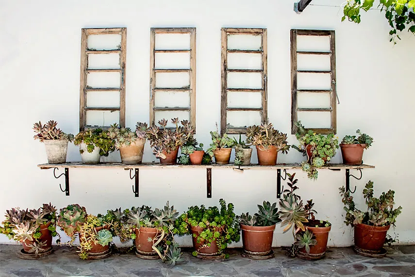 Row of potted succulents on a shelf against a white wall with wooden frames