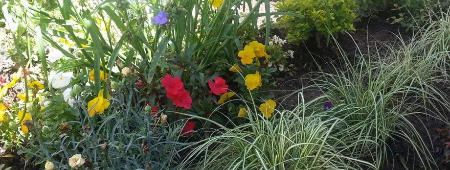 Colorful flowers and green foliage in a garden bed