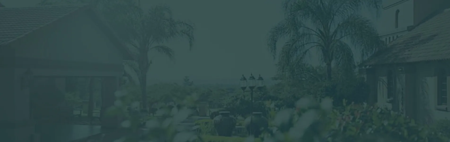 Houses with palm trees and bushes in a residential area