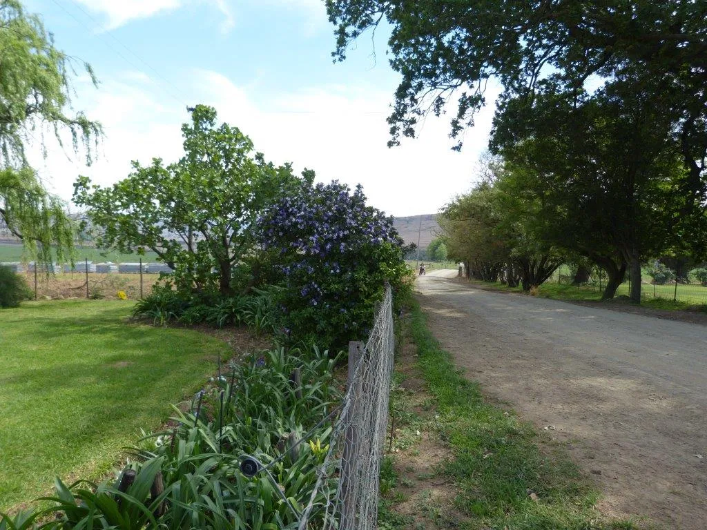 Dirt road beside a garden with trees and flowering bushes under a blue sky