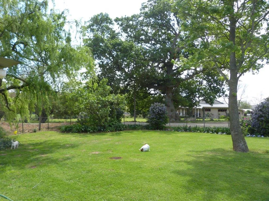 Two dogs playing on a grassy lawn with trees and a house in the background