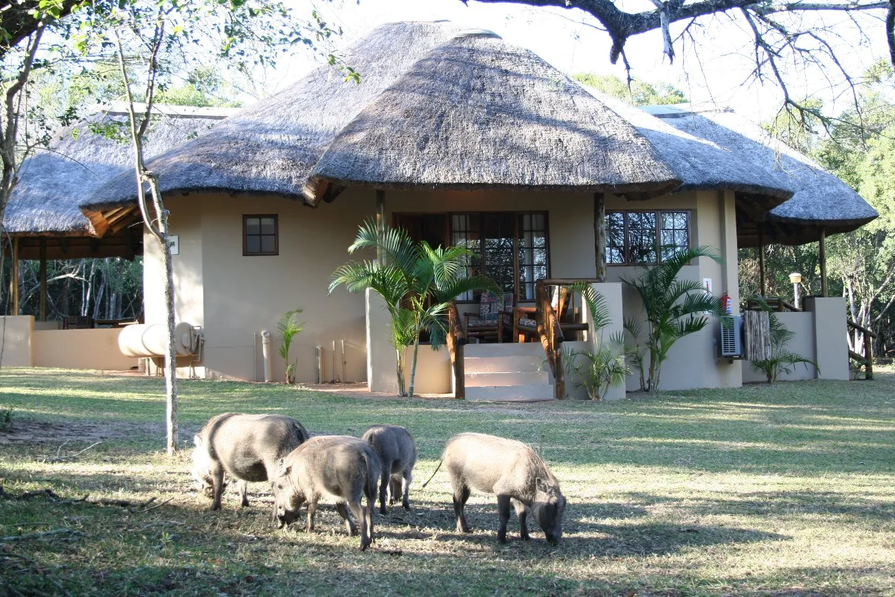 Warthogs grazing in front of a traditional thatchedroof house in a rural setting