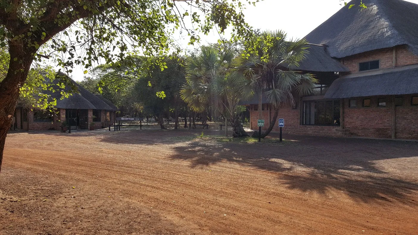 Africanstyle buildings with thatched roofs surrounded by palm trees and dirt ground