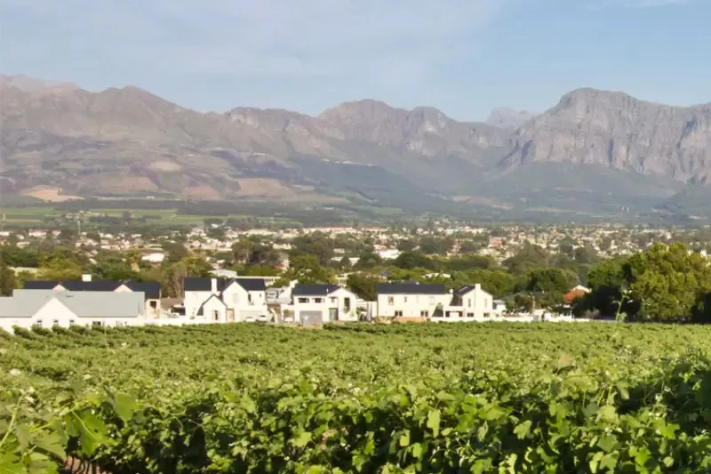 Vineyard with houses in the background and mountains beyond