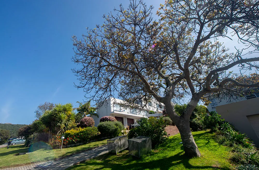 Modern house with a large tree in a wellmaintained garden under blue sky
