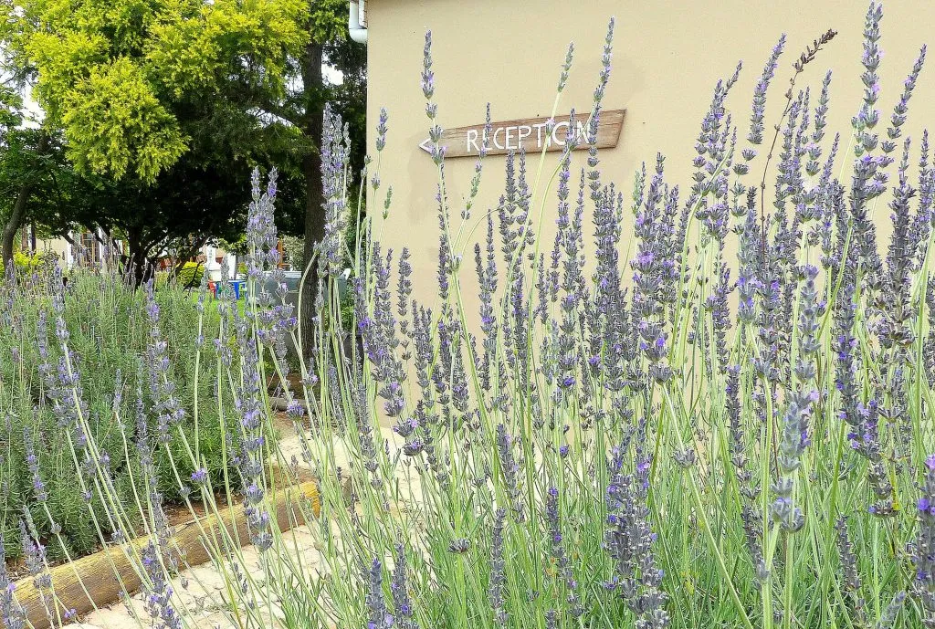 Lavender flowers in front of a building with a Reception sign