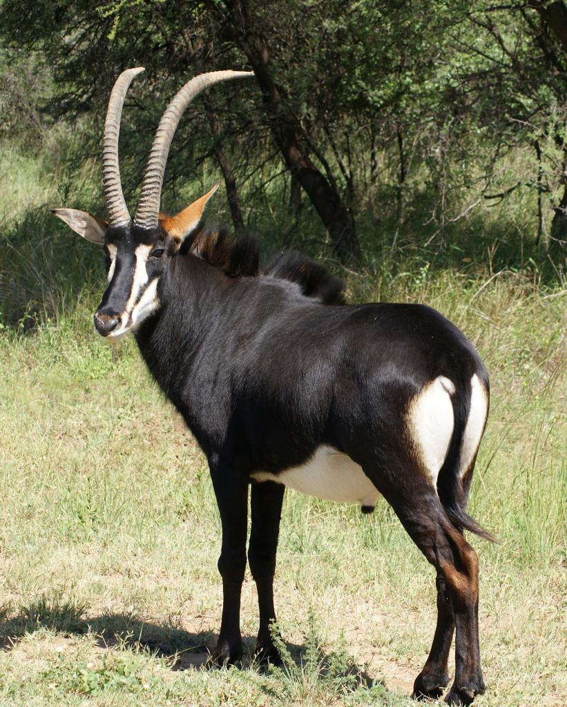 Witgatboom Boskamp image 4