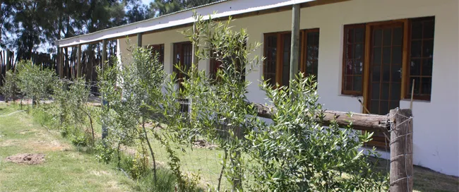 Row of olive trees in front of a white building with wooden windows