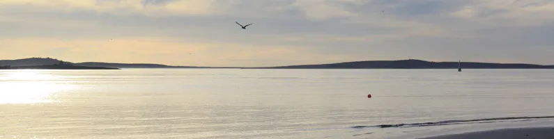 A bird flying over a calm sea with a distant shoreline