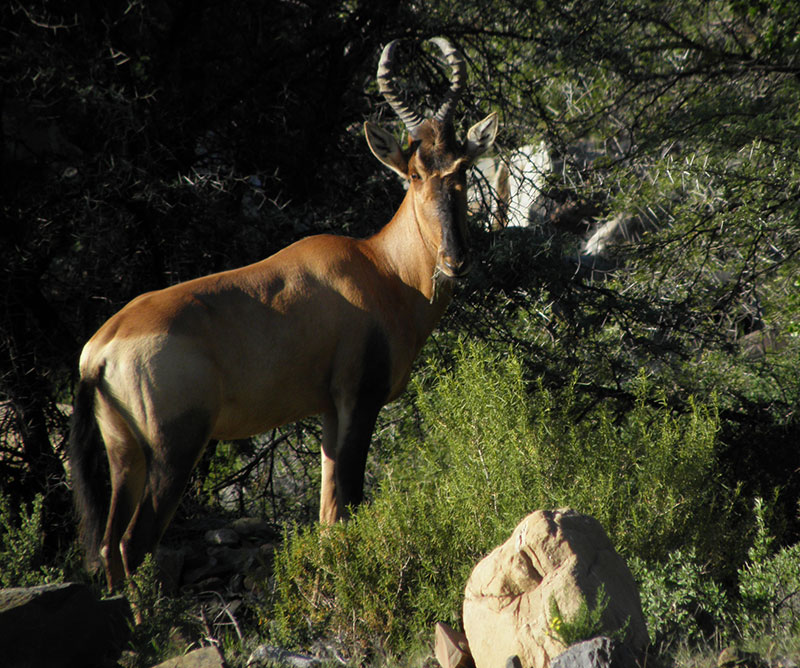 Bosch Luys Kloof Private Nature Reserve