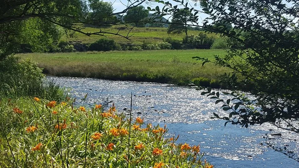 A river flows through a green meadow with orange flowers in the foreground