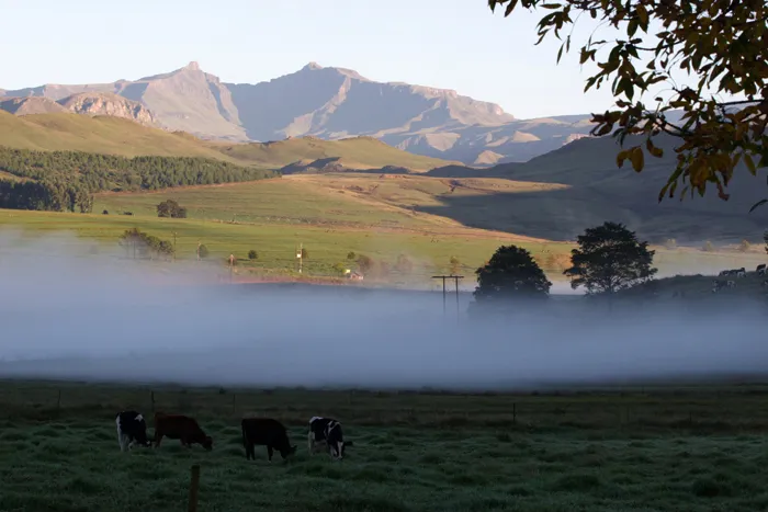 Cows grazing in a misty valley with mountains in the background