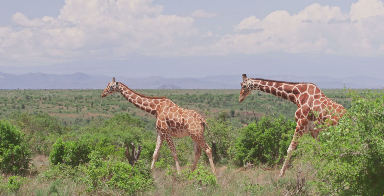 Journey's Inn Africa