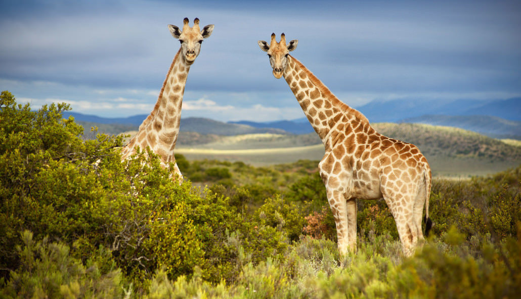 Kouga View Game Farm