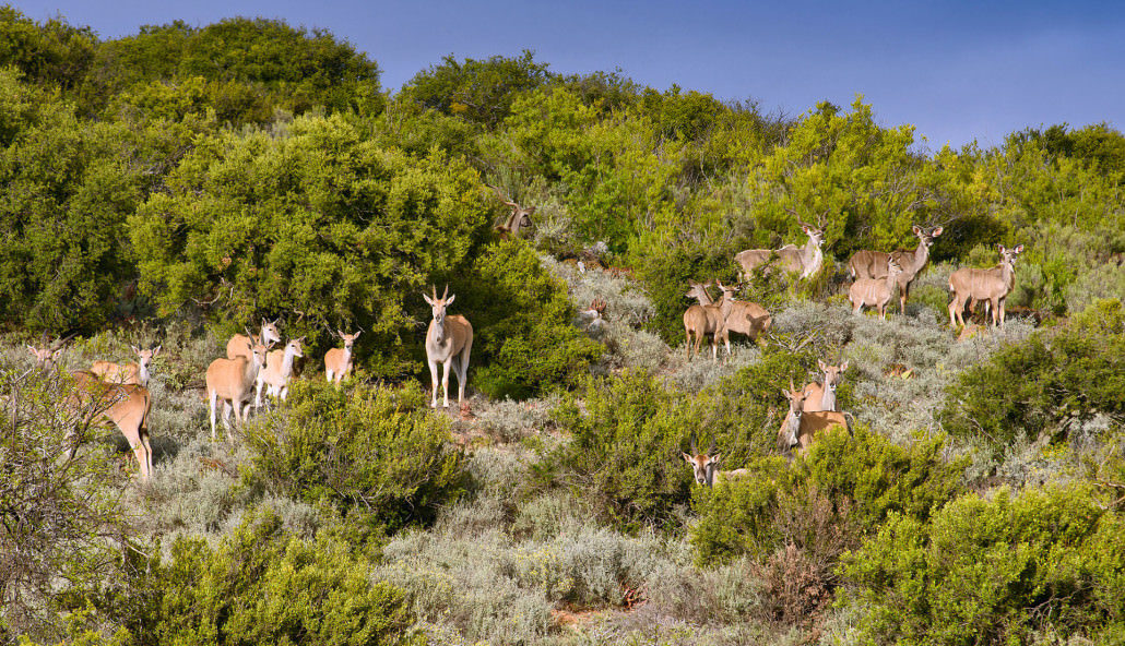 Kouga View Game Farm