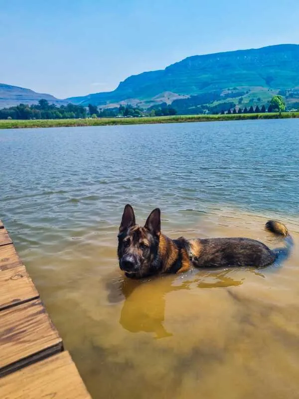 German Shepherd swimming in a lake with mountains in the background