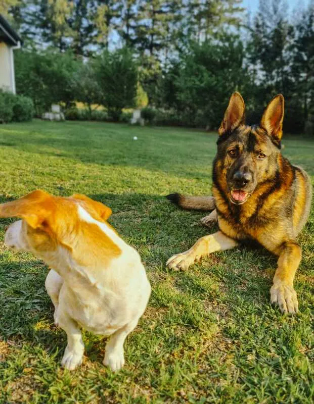 Two dogs one sitting and one lying down on a grassy lawn