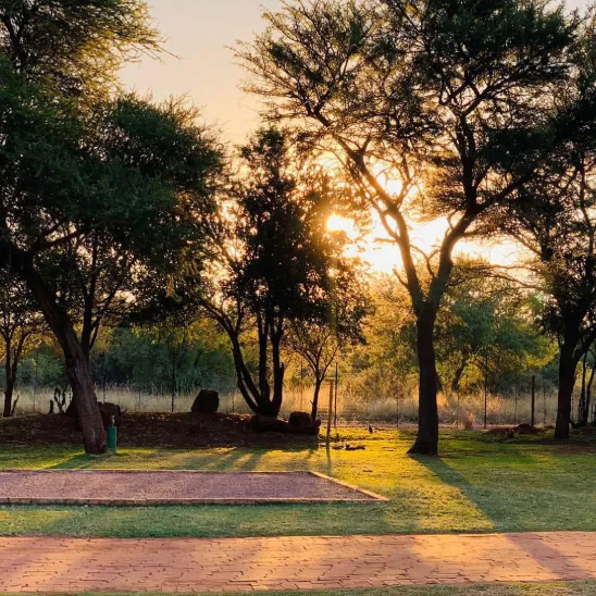Sunset through trees in a park with a paved path in the foreground