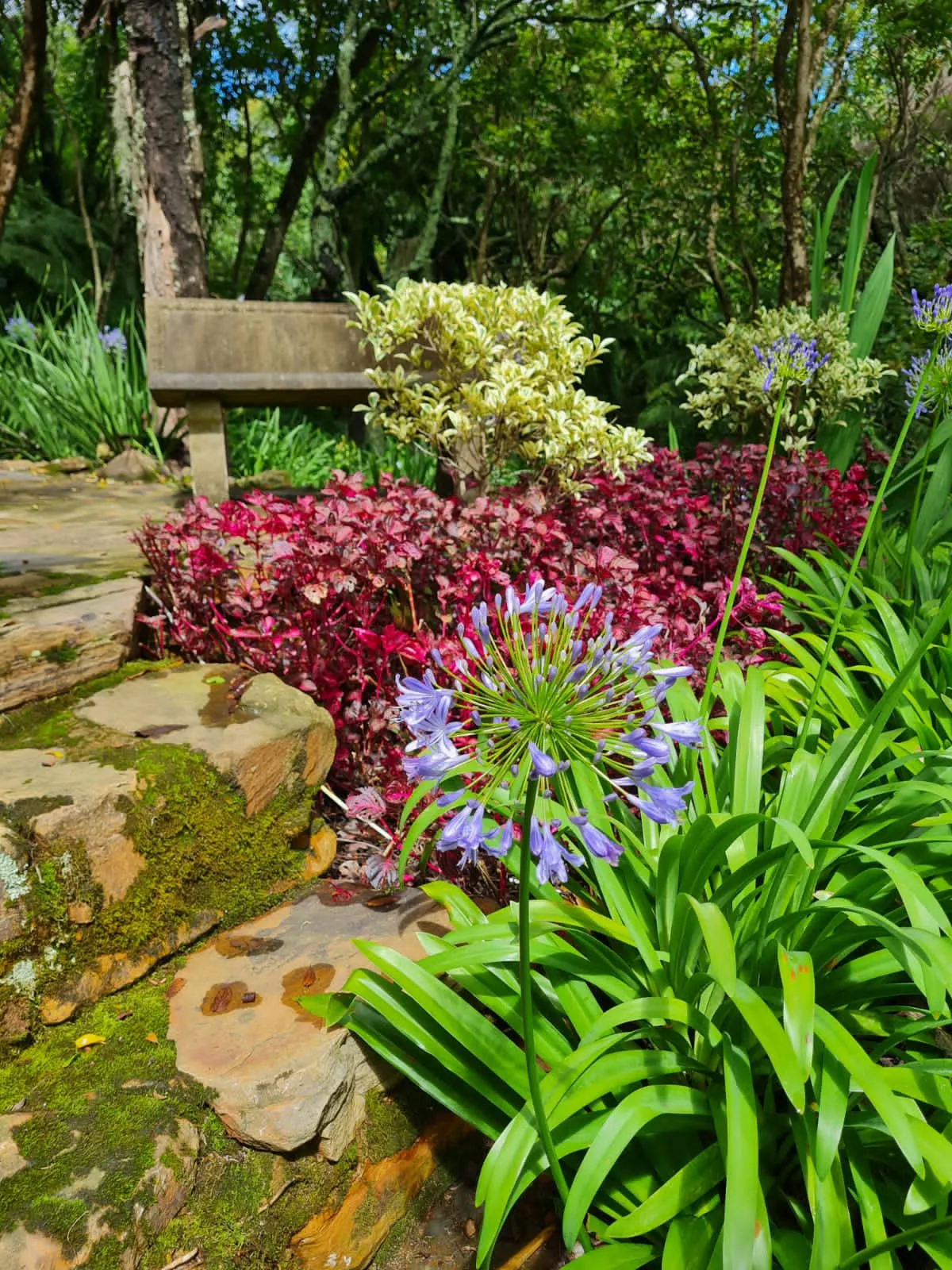 Purple flower in a lush garden with stone steps and a bench