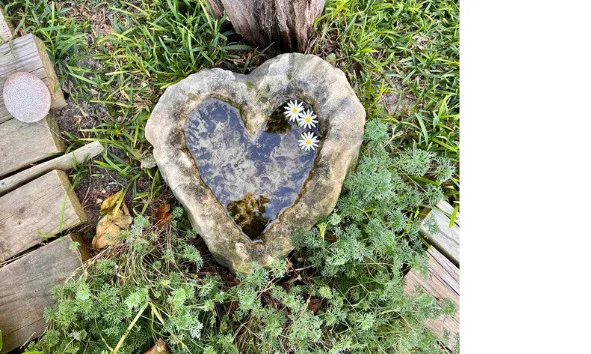 Heartshaped stone birdbath with daisies in a garden setting