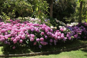 A garden bed filled with vibrant pink and white hydrangeas