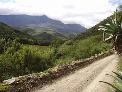Dirt road through green hills with mountains in the background and a cactus