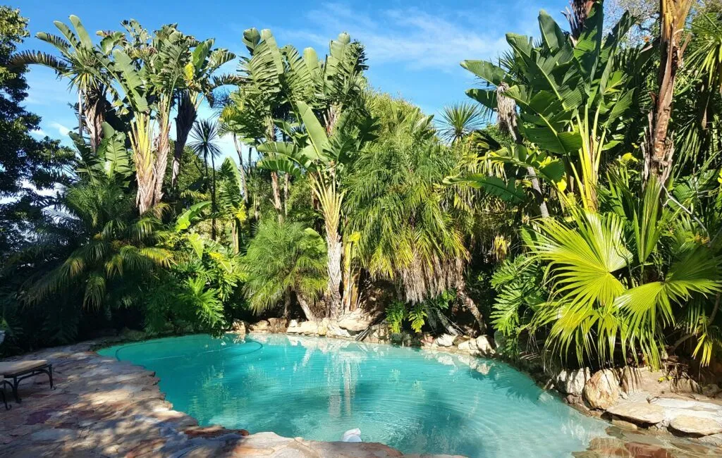 Tropical garden with a clear blue pool surrounded by lush green plants and trees