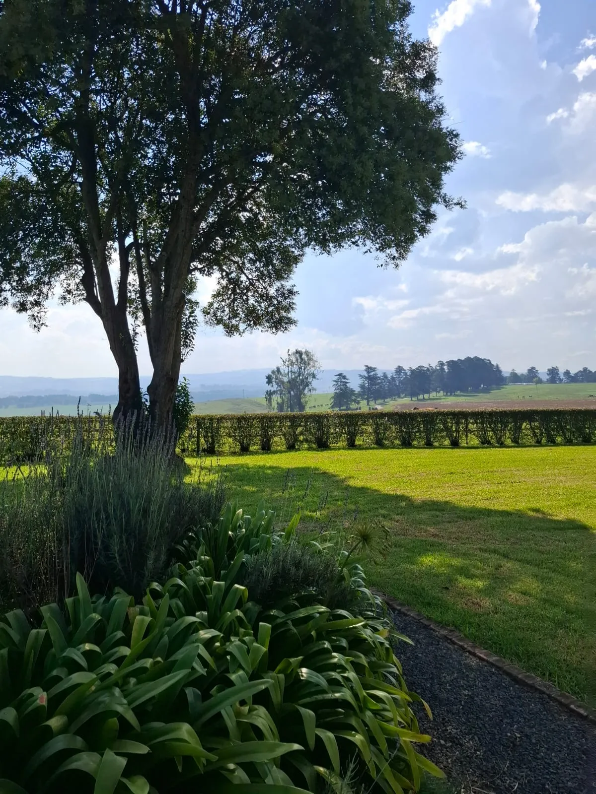 Large tree in a wellmaintained garden with distant hills under a blue sky
