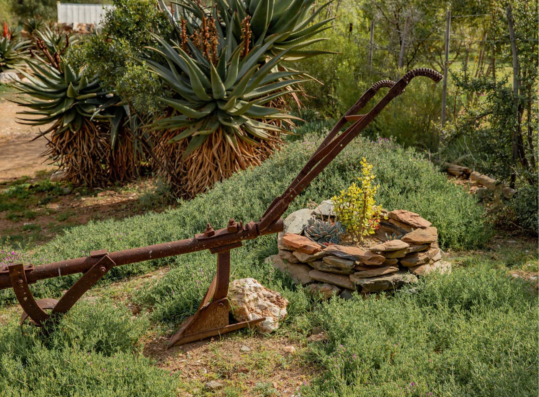 Rusty plow in a garden with plants and rocks
