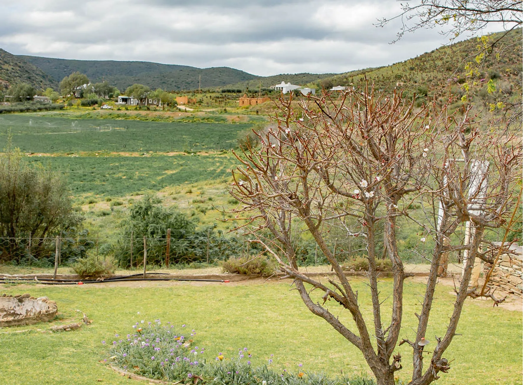 A leafless tree in a grassy field with hills in the background