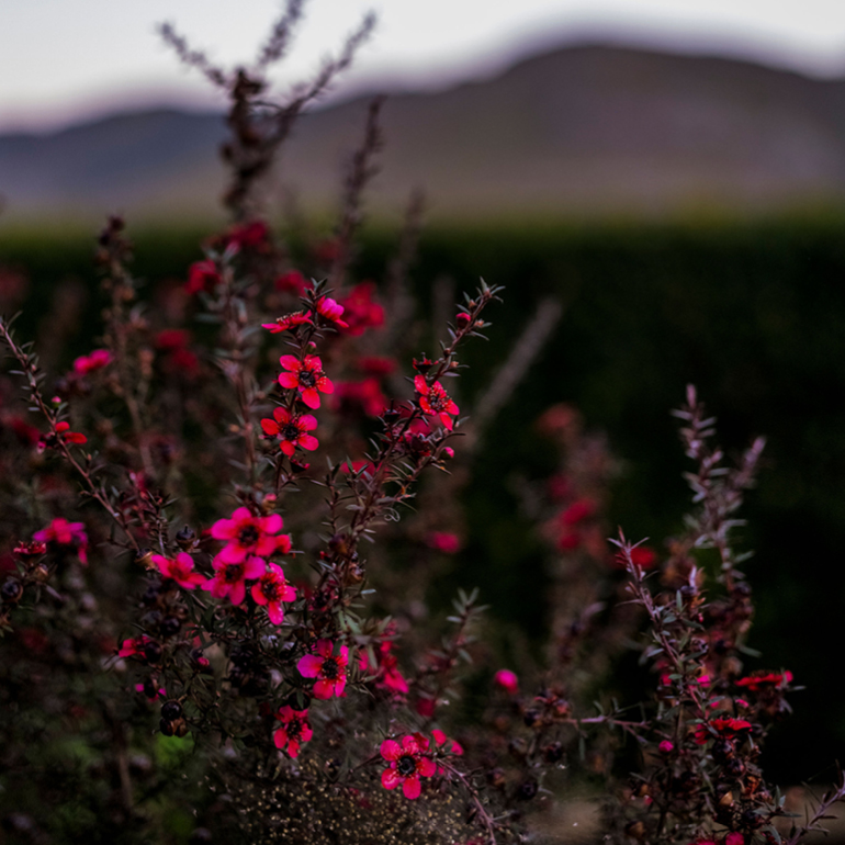 Stanford Valley