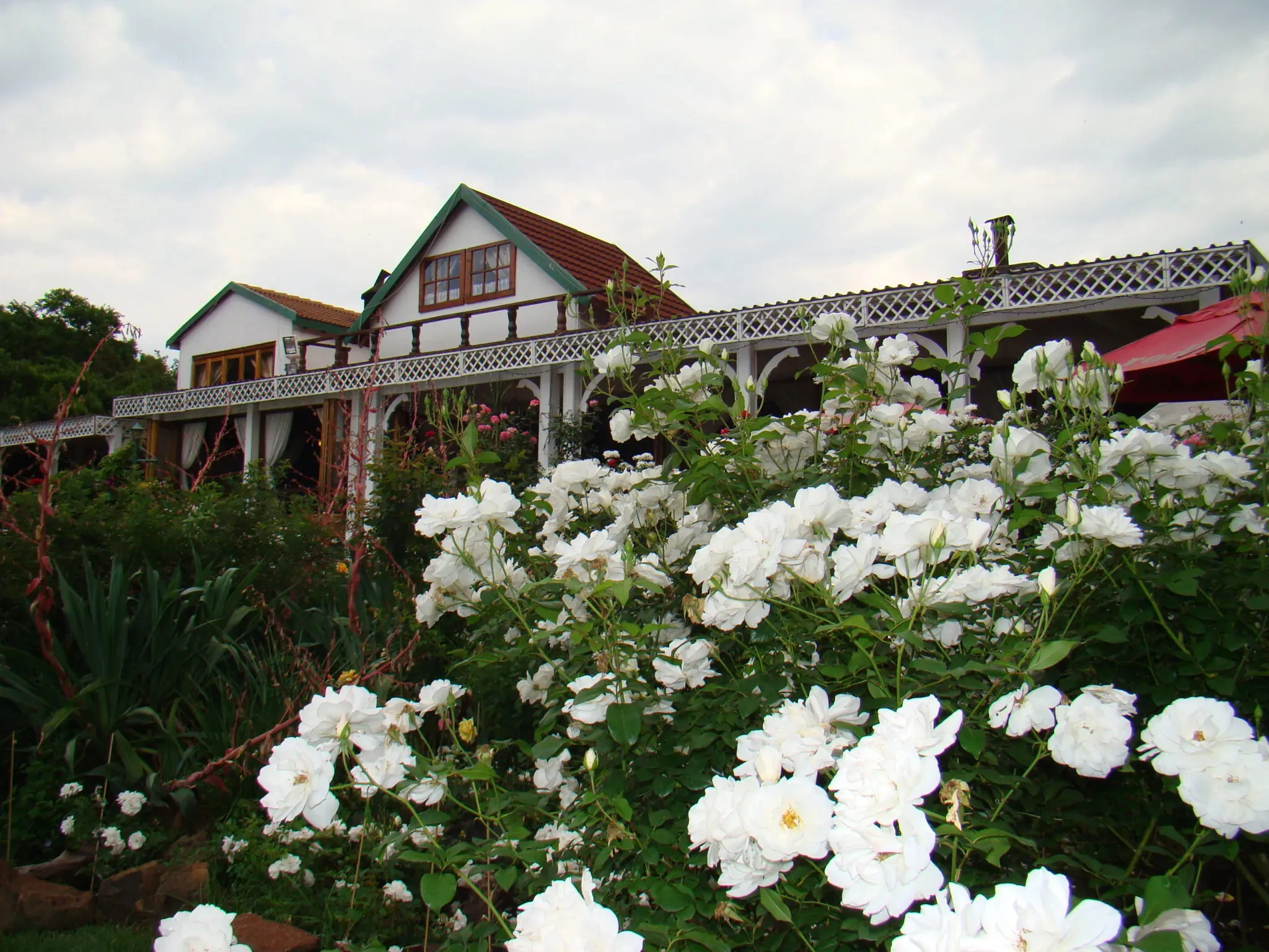 House with white flowers in bloom in front cloudy sky