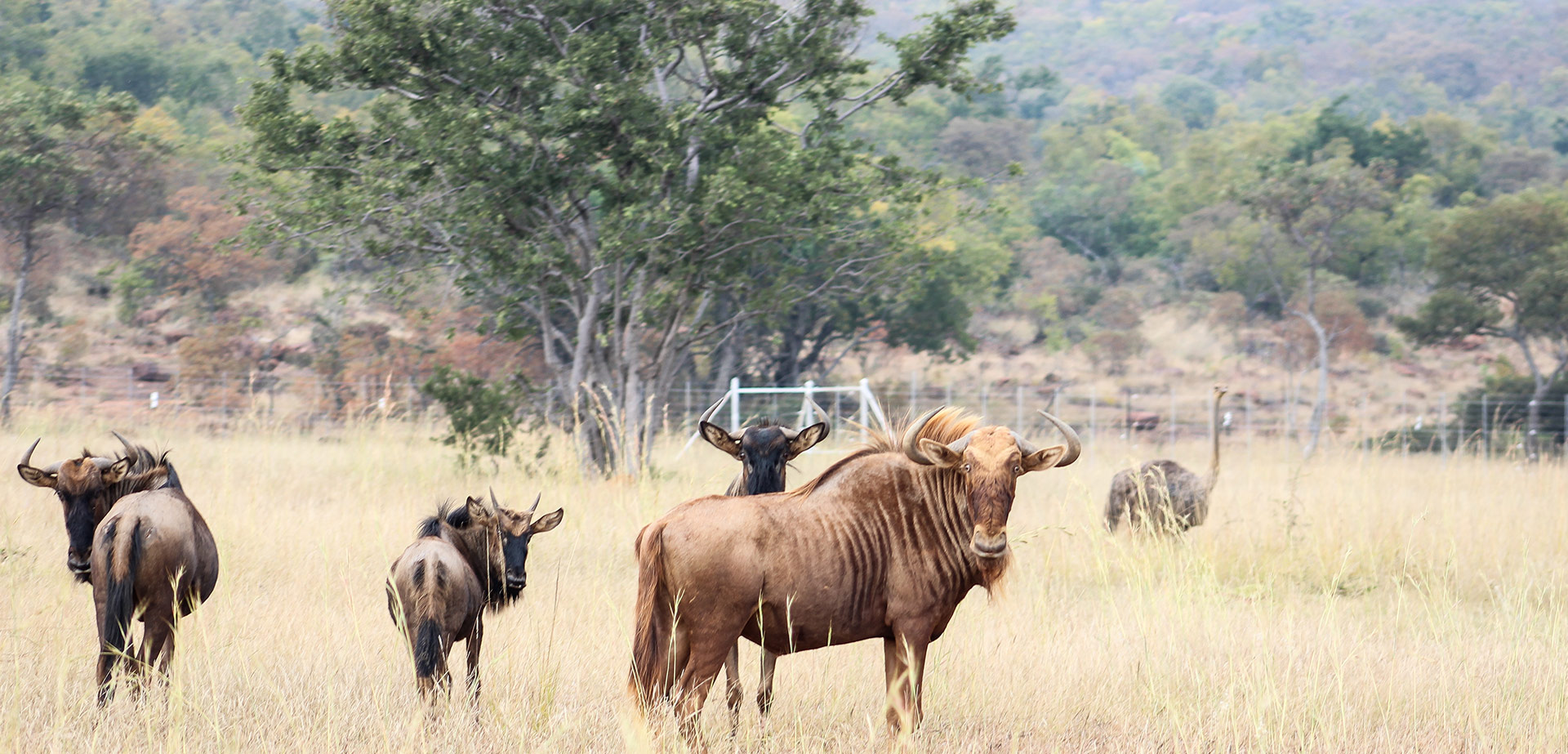 Thokozela Game Ranch